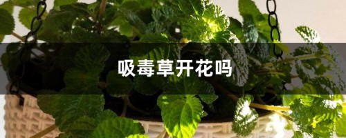 吸毒草开花吗