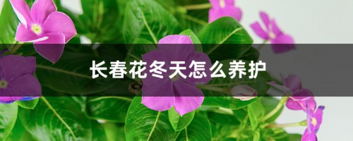 长春花冬天怎么养护，叶子发黄怎么办