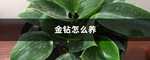 金钻怎么养