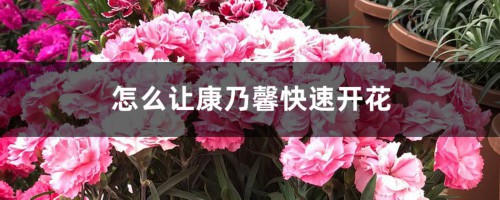 怎么让康乃馨快速开花