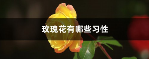 玫瑰花有哪些习性