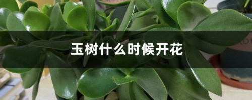 玉树什么时候开花