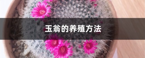 玉翁的养殖方法