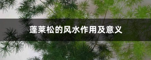 蓬莱松的风水作用及意义