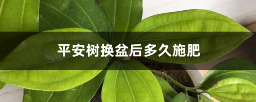 平安树换盆后多久施肥