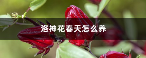 洛神花春天怎么养