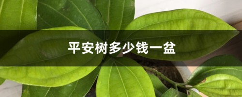 平安树多少钱一盆