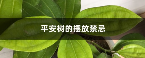 平安树的摆放禁忌