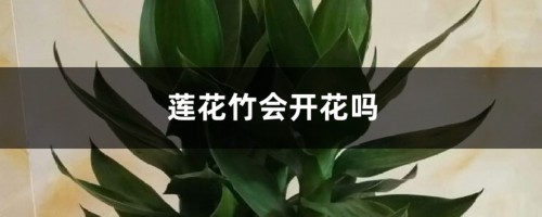 莲花竹会开花吗