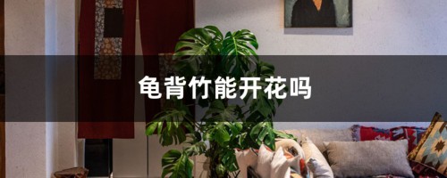 龟背竹能开花吗