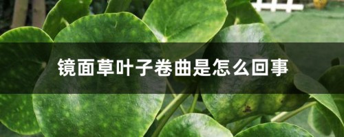 镜面草叶子卷曲是怎么回事