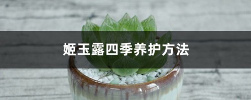 姬玉露四季养护方法